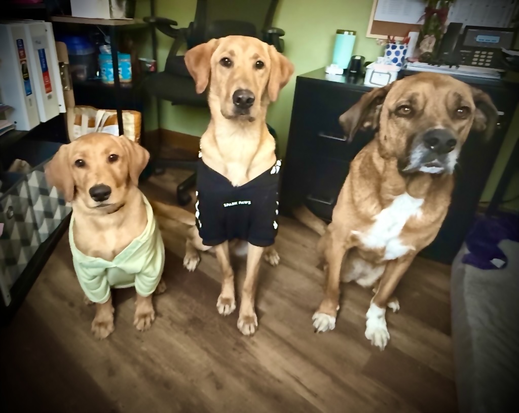 Three of the Birch and Pine office dogs