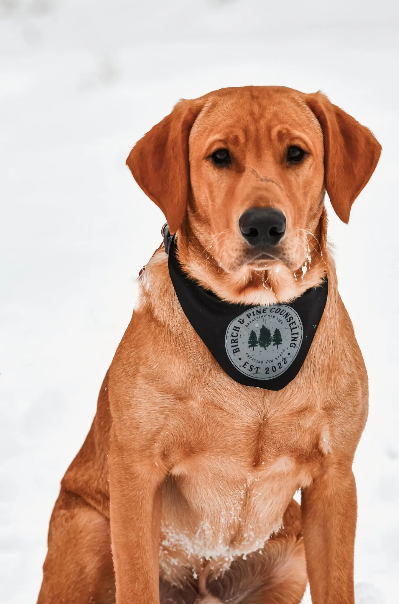Bruno, a Birch and Pine office dog
