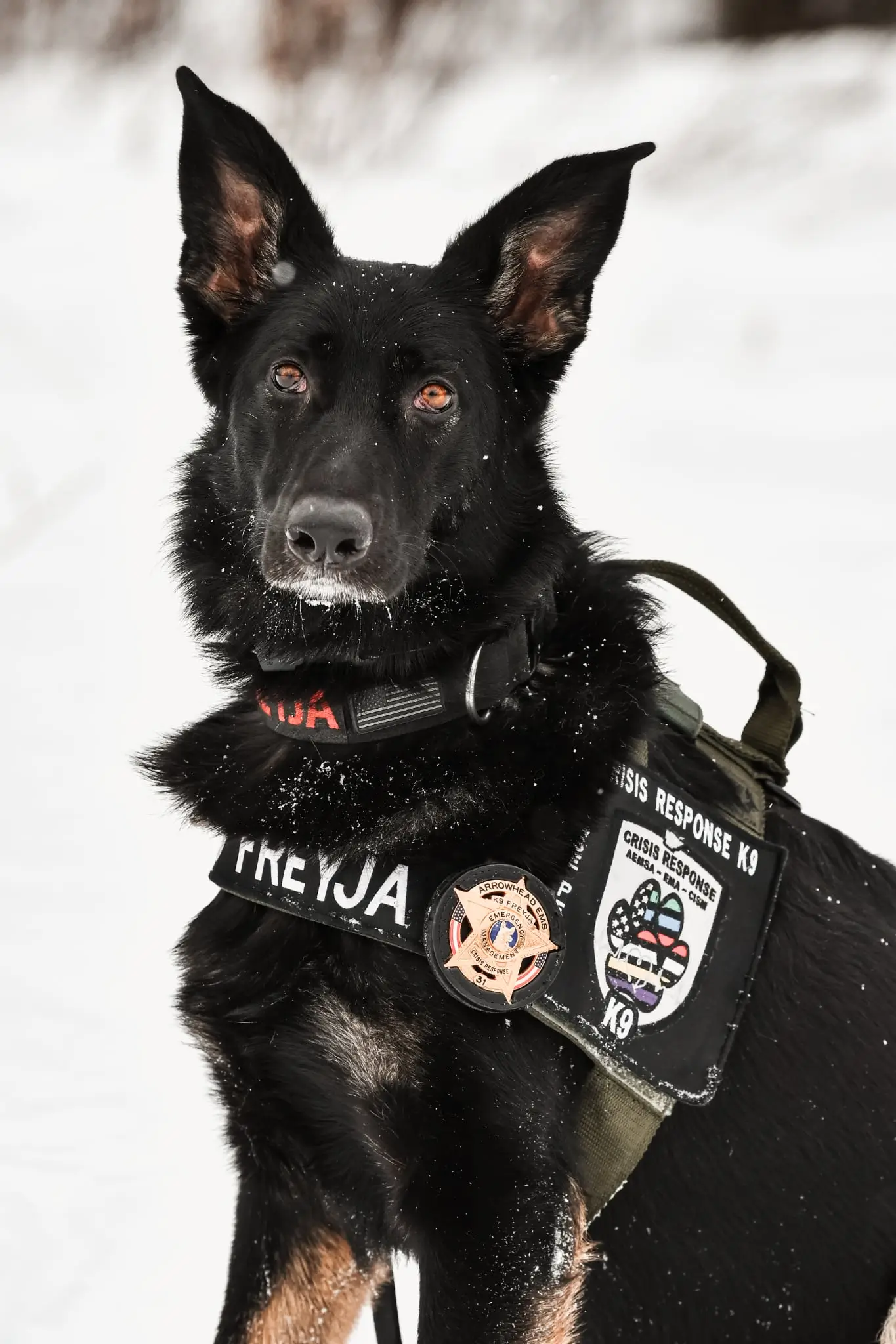 Freya, a Birch and Pine K9 team dog