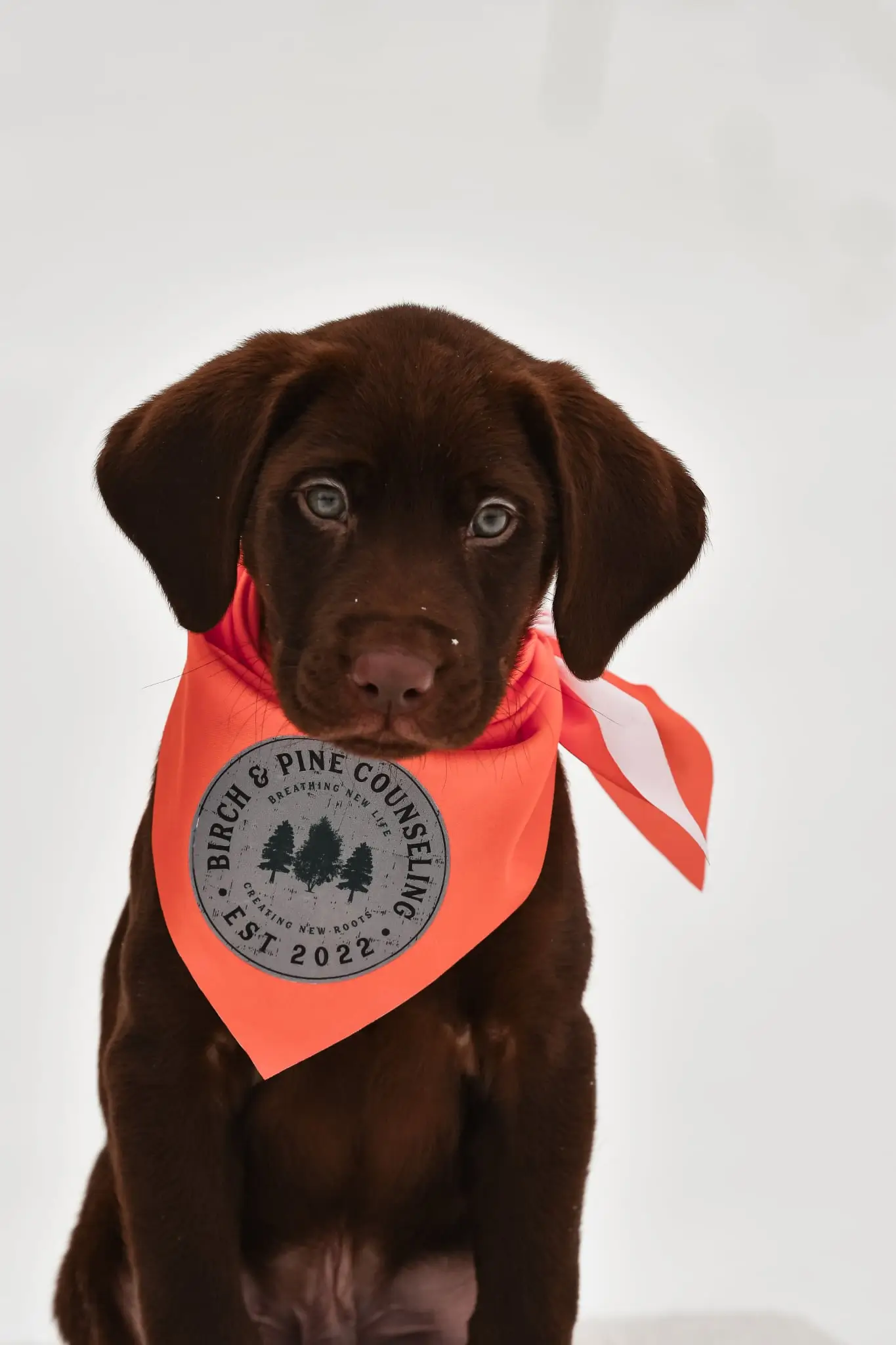Mooz, a Birch and Pine K9 team dog
