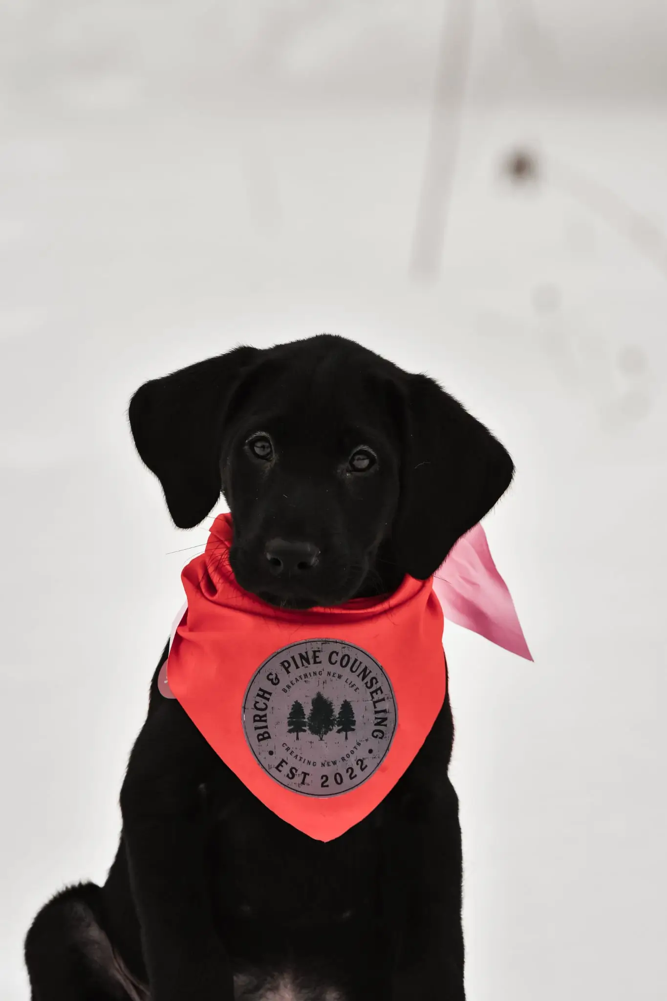 Sitka, a Birch and Pine K9 team dog
