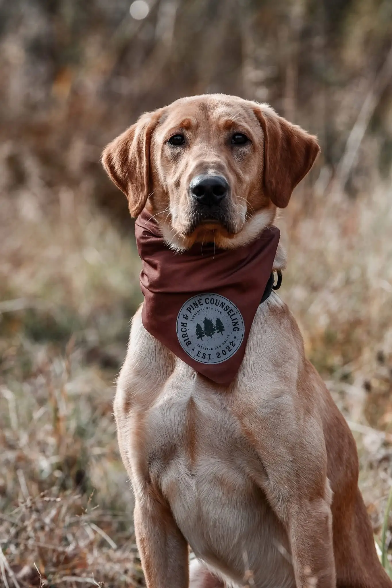 Trigger, a Birch and Pine K9 team dog